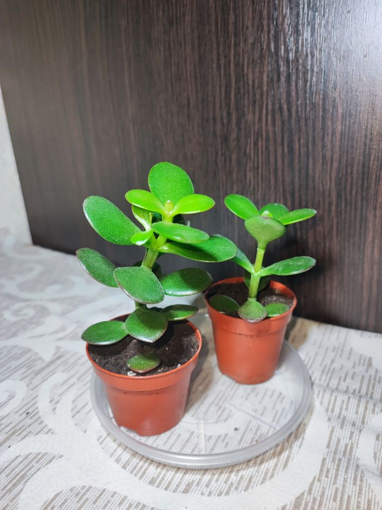 Крассула овата  (crassula ovata) - фото фото фото 1