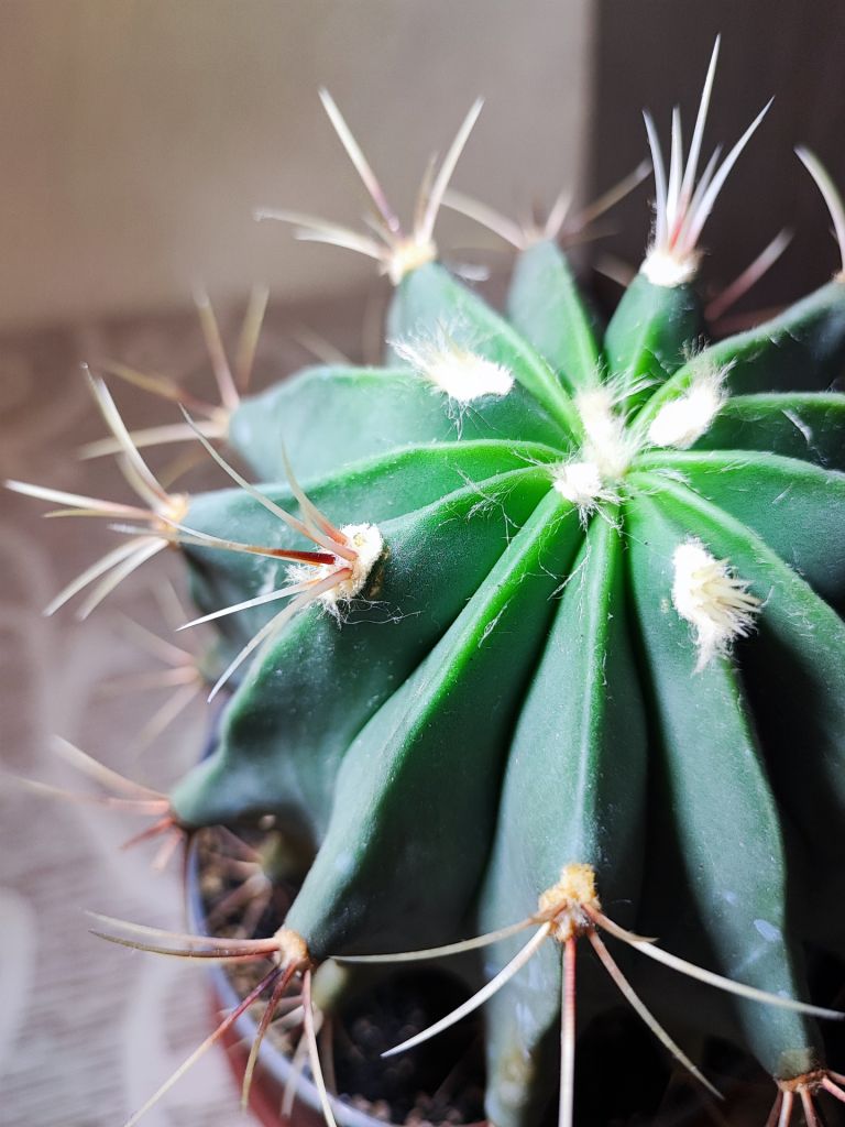 Кактус    (ferocactus) - фото фото фото 3