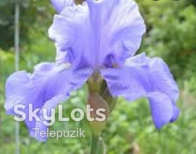 Ирисы. Цветы ирисы. Ирисы разных цветов. - фото фото фото 9