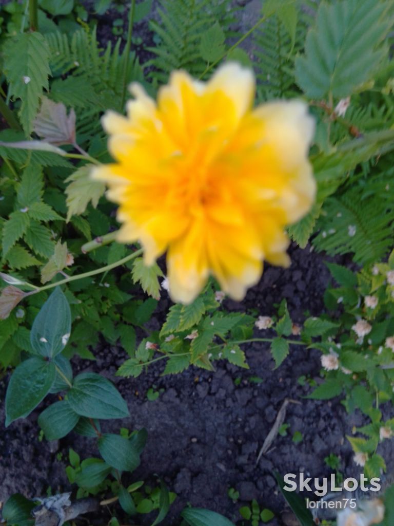 Керія японська. - фото фото фото 1