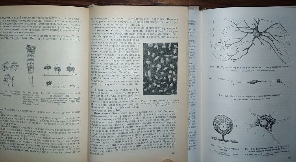 книги: ОБЩАЯ ЭМБРИОЛОГИЯ 1970. ГИСТОЛОГИЯ С ОСНОВАМИ ЭМБРИОЛОГИИ. V-е изд. 1973 - фото фото фото 11