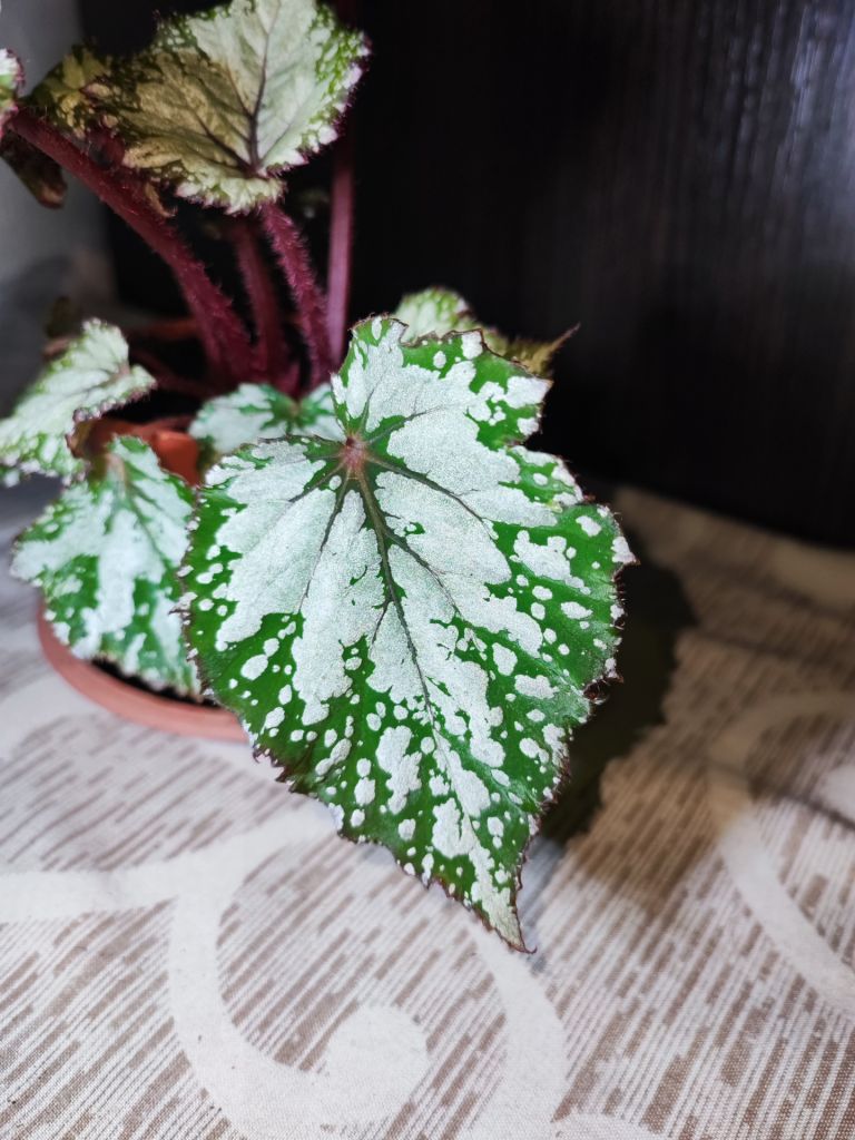 Бегонія Рекс  (begonia rex red gem) - фото фото фото 3