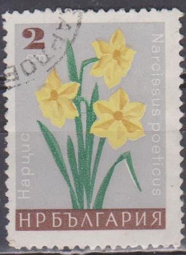 Болгария Болгарія 1966 флора цветы - фото фото фото 0