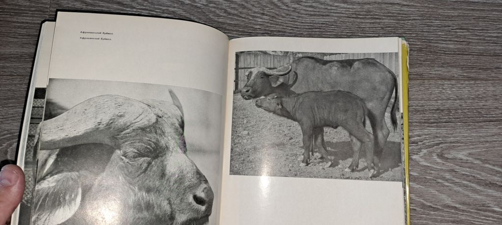Заповідник Асканія-Нова фотоальбом 1968г. - фото фото фото 2