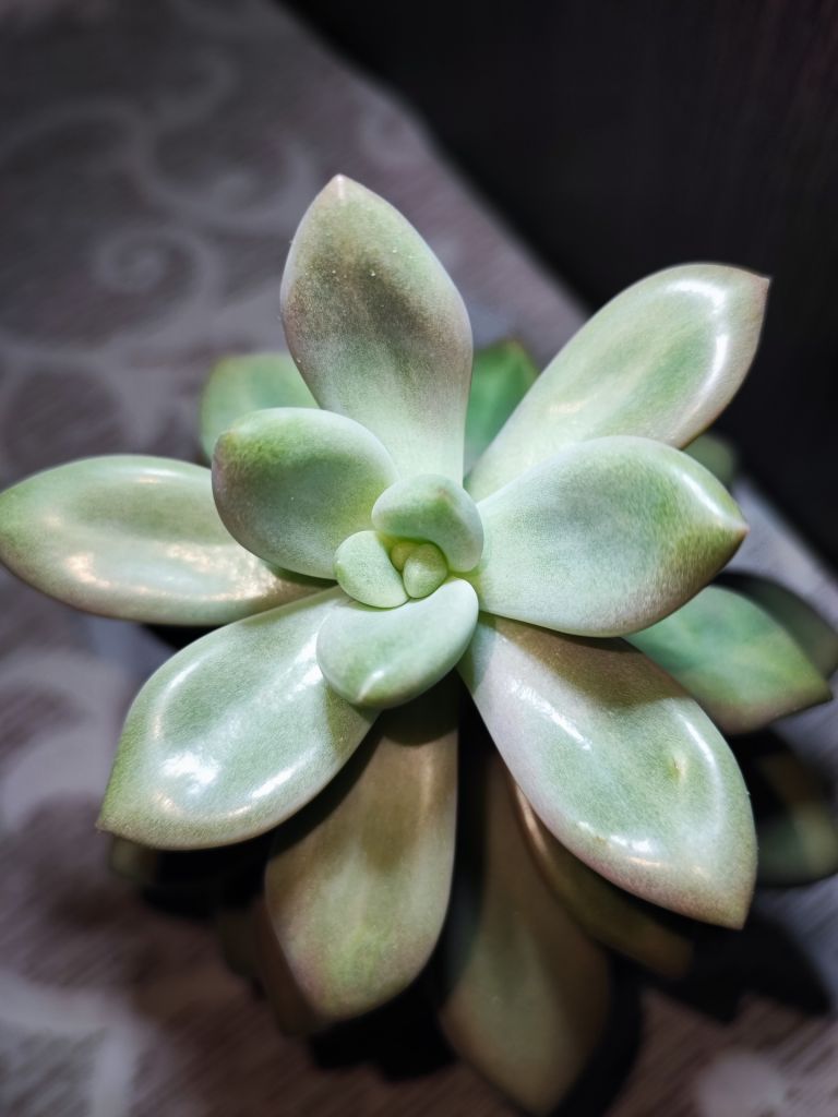 Граптоверія опаліна    (graptoveria opalina) - фото фото фото 2