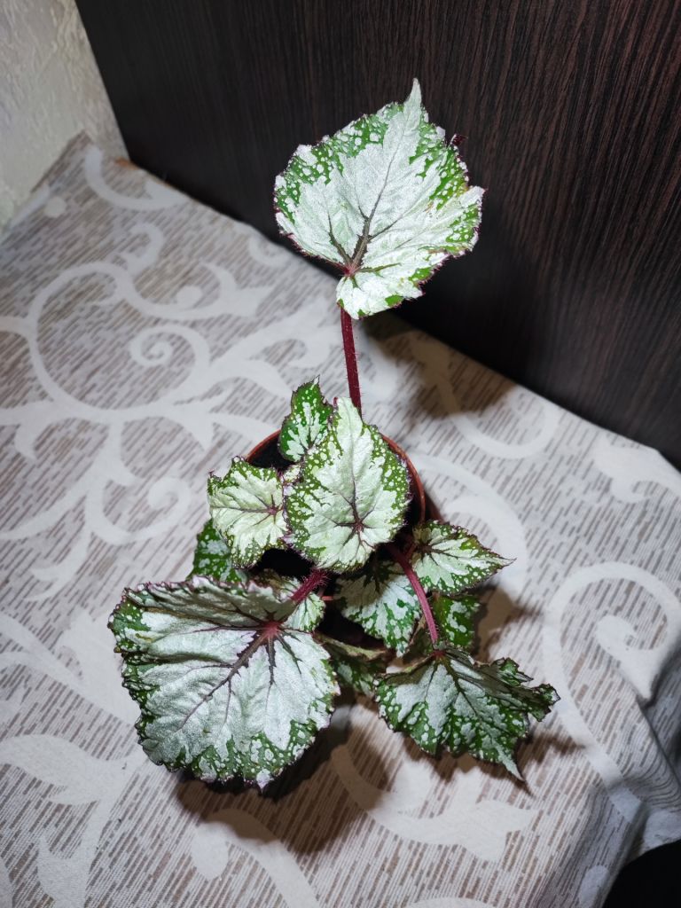 Бегонія Рекс  (begonia rex red gem) - фото фото фото 1