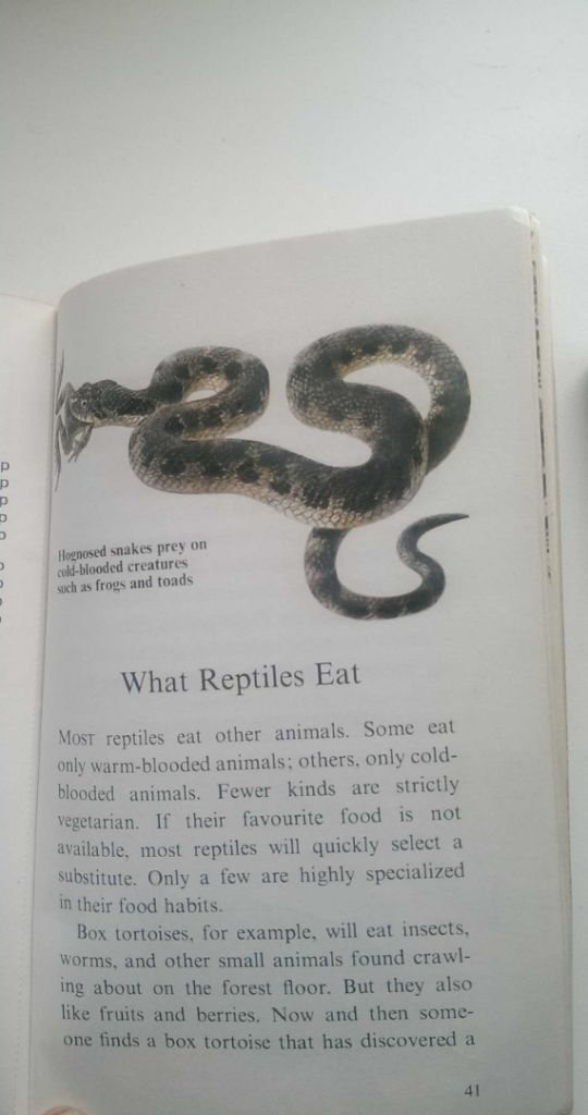 Snakes and other reptiles - На Английском English книга - фото фото фото 2