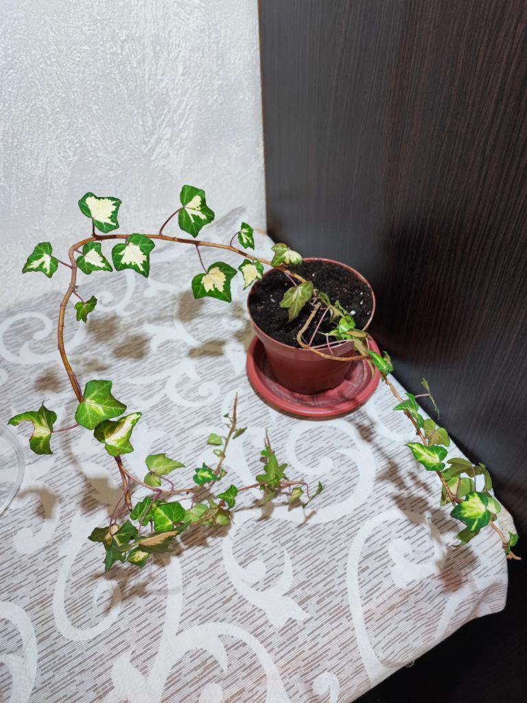 Плющ звичайний варієгатний  (hedera helix variegata) - фото фото фото 3