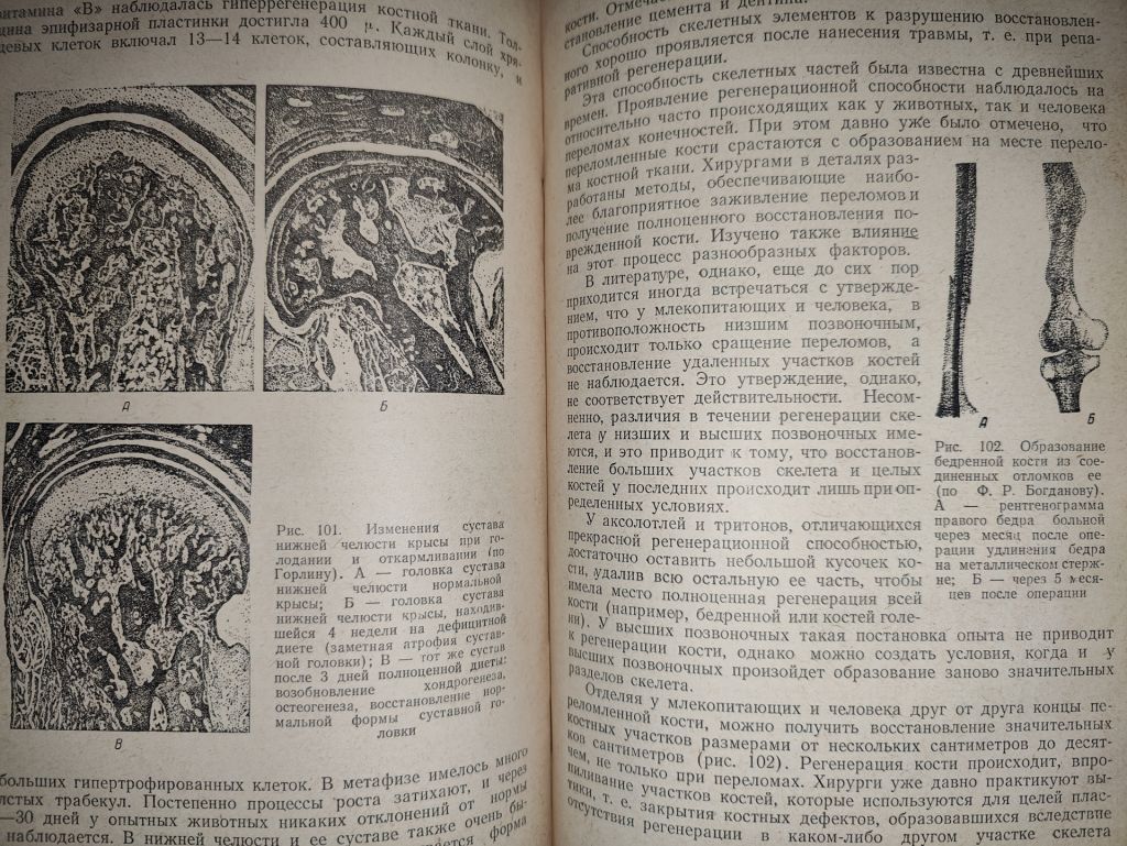 книга: ФИЗИОЛОГИЧЕСКАЯ РЕГЕНЕРАЦИЯ 1955г. - фото фото фото 7