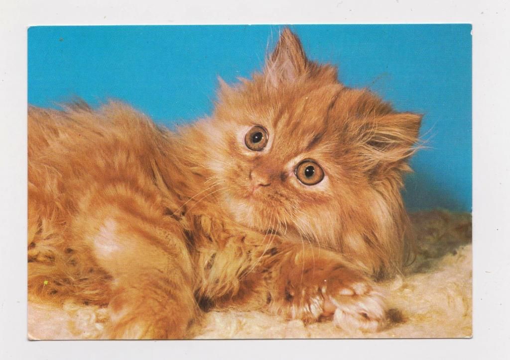 КОШКА - КОТ = ЧЕХОСЛОВАКИЯ = чистая - фото фото фото 0