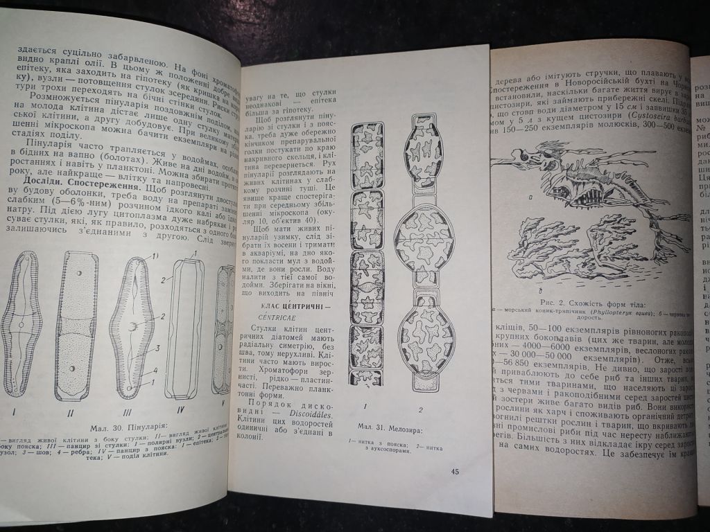 книги: НИЖЧІ РОСЛИНИ 1978р. КОРИСНІ НИЖЧІ РОСЛИНИ 1968р. - фото фото фото 4