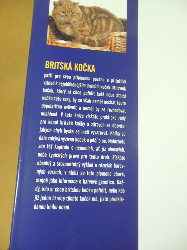 BRITSKÁ KOČKA  (Британська кішка) - фото фото фото 7