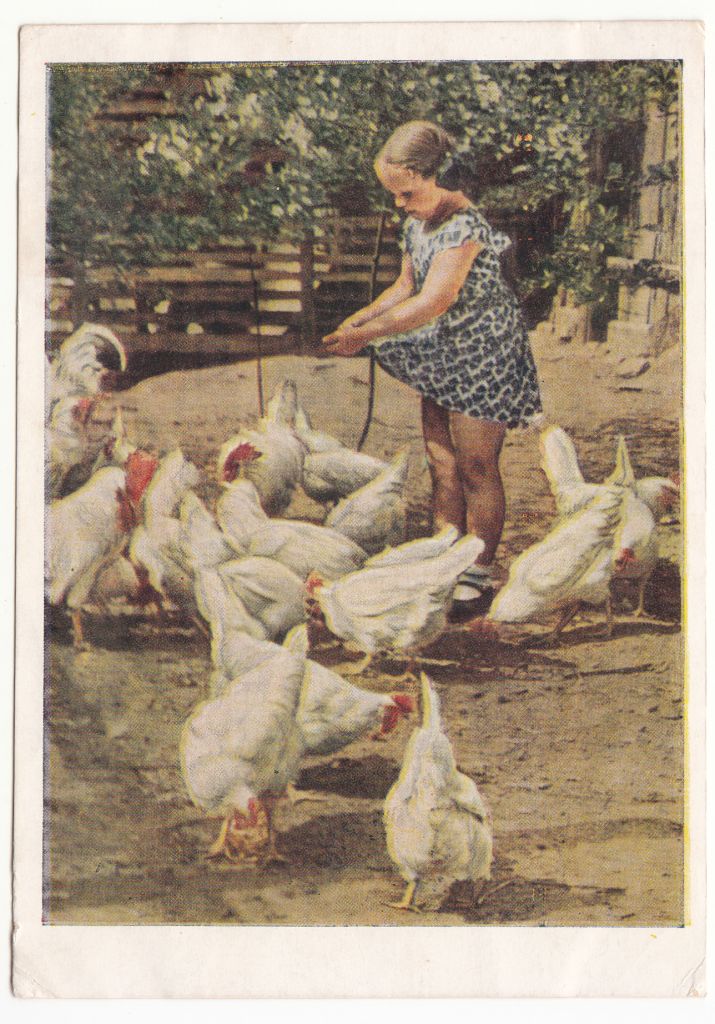 На птичьем дворе 1955 Игнатович Р13 - фото фото фото 0