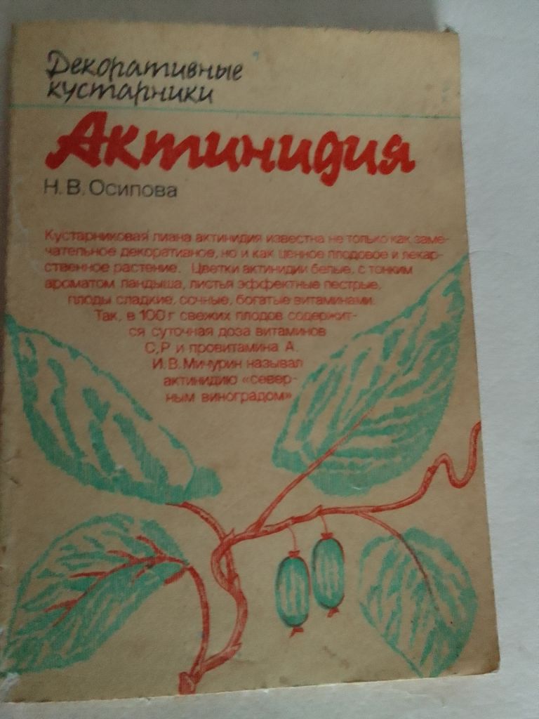 Осипова - Актинидия - фото фото фото 0
