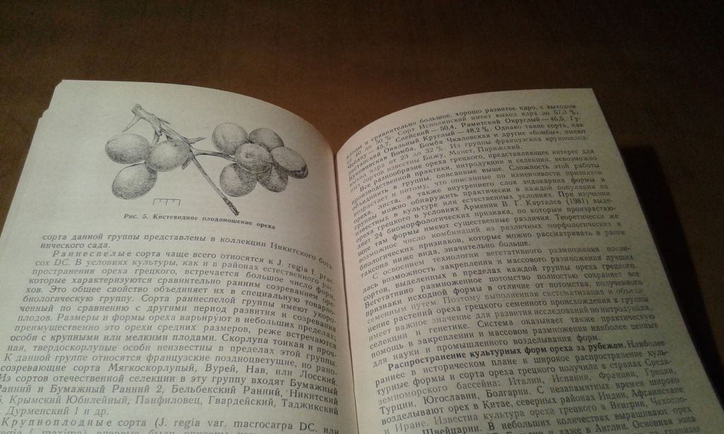 Рихтер А.А., Ядров А.А. Грецкий орех - фото фото фото 6