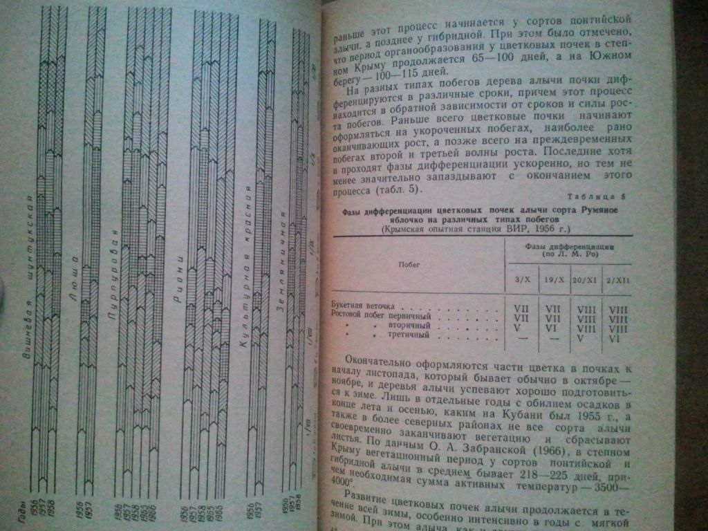Алыча. 1969 г. - фото фото фото 4