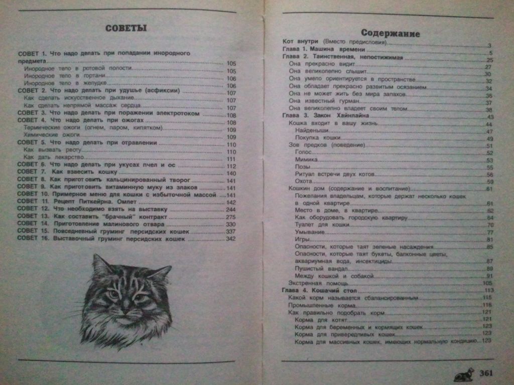 Домашние кошки - фото фото фото 6