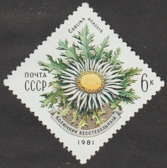 СССР 1981 флора - фото фото фото 0