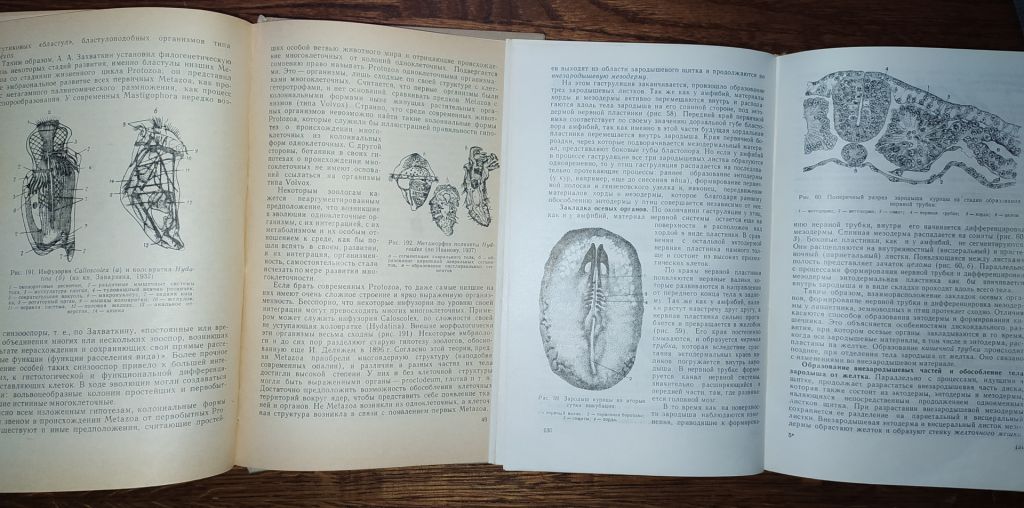 книги: ОБЩАЯ ЭМБРИОЛОГИЯ 1970. ГИСТОЛОГИЯ С ОСНОВАМИ ЭМБРИОЛОГИИ. V-е изд. 1973 - фото фото фото 7