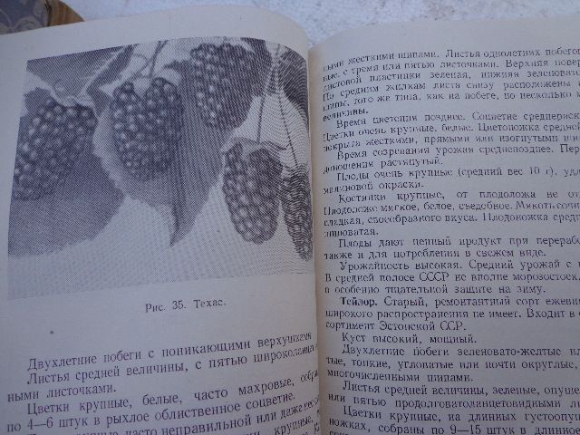 книга "Малина ежевика" - фото фото фото 6