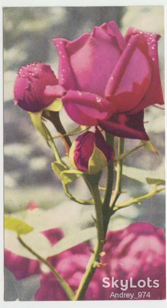 Цветы Р8 - фото фото фото 0