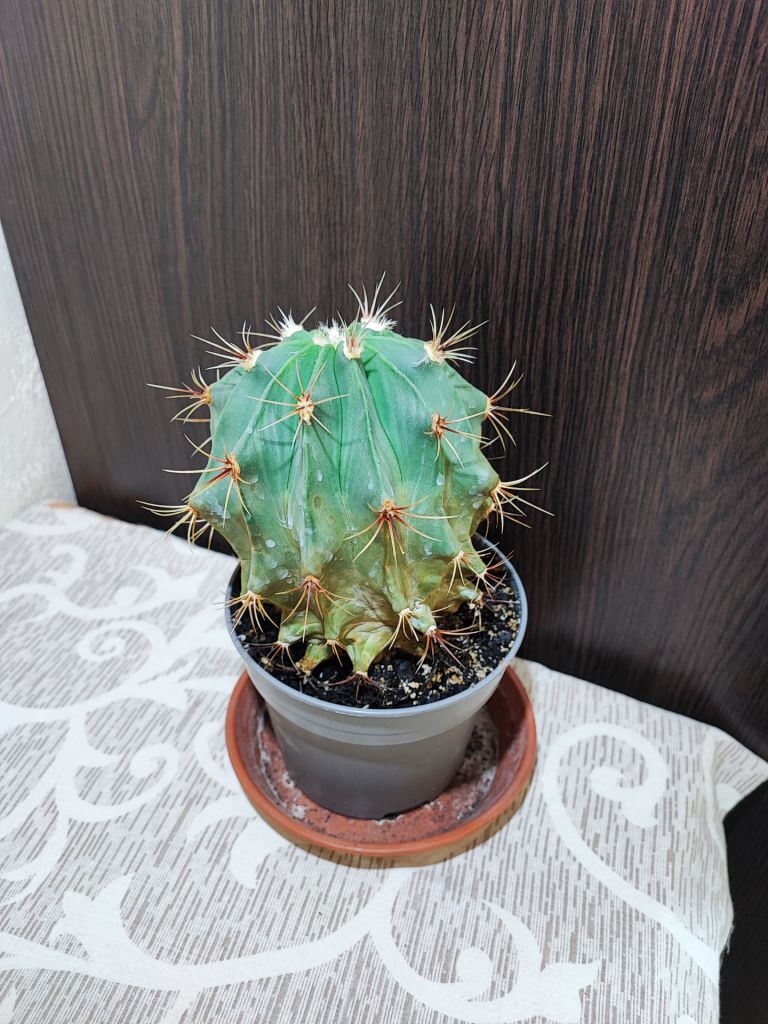Кактус    (ferocactus) - фото фото фото 2