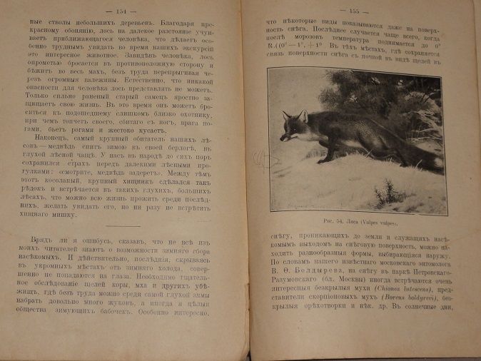 Огнев С.И. Жизнь леса. 1914 - фото фото фото 9