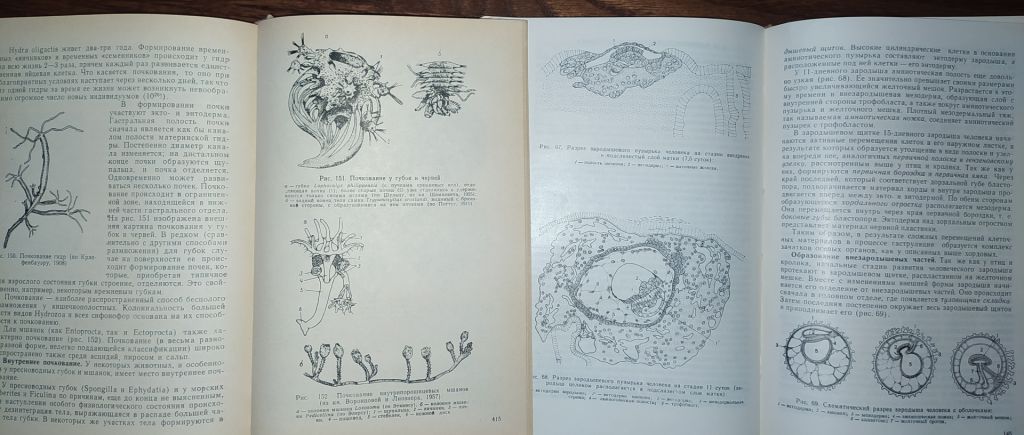 книги: ОБЩАЯ ЭМБРИОЛОГИЯ 1970. ГИСТОЛОГИЯ С ОСНОВАМИ ЭМБРИОЛОГИИ. V-е изд. 1973 - фото фото фото 8