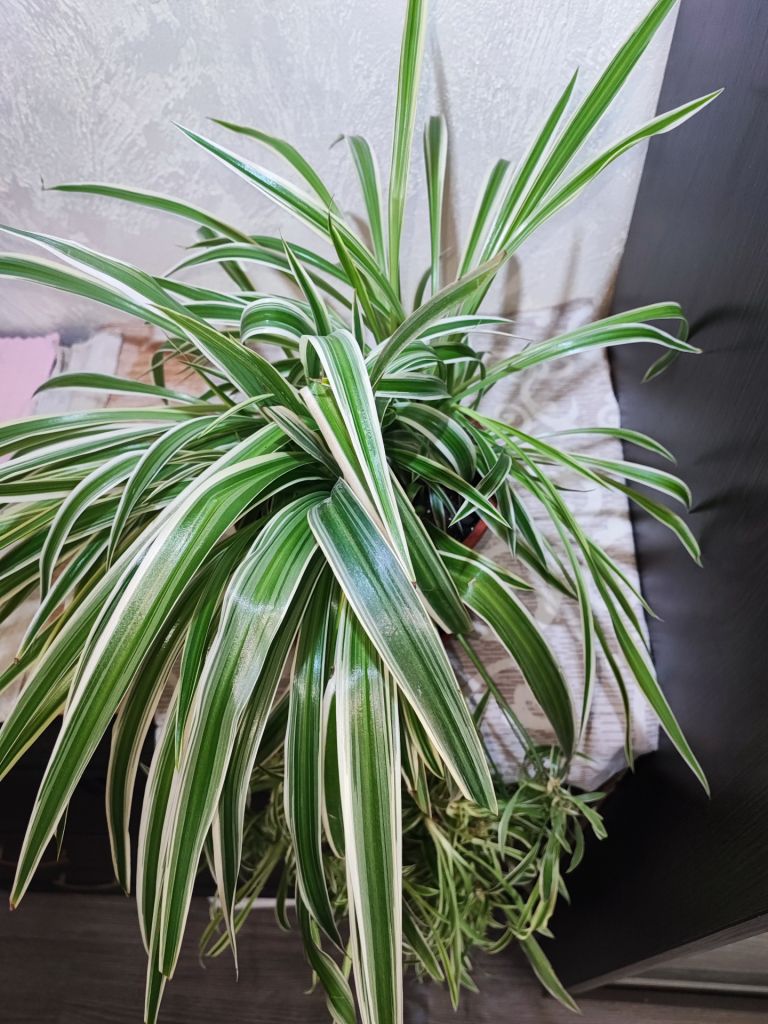 Хлорофітум Чубатий Оушен  (chlorophytum comosum ocean) - фото фото фото 1