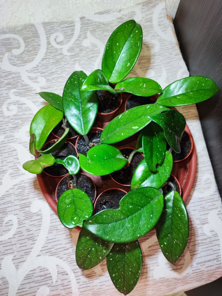 Хойя карноза     (hoya carnosa) - фото фото фото 0