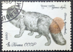 СРСР - СССР - ^/--/^ СССР 1980 Фауна, Ценные породы пушных зверей, песец, гашеная ^_^^^ СРСР 1980 Фауна, Цінні породи хутрових звірів, песець, гашена - фото фото фото
