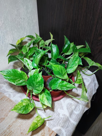 Кімнатні Комнатные ^/--/^ Епіпремнум Марбл Квін     (epipremnum marble queen) ^_^^^ Эпипремнум золотистый (marble queen) - фото фото фото
