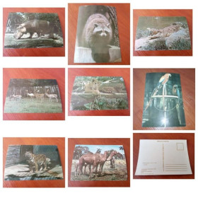 Інше Другое ^/--/^ Открытка Животные. Куба зоопарк 1970 /--/ е чистая 8 /--/ шт ^_^^^ Тварини. Куба зоопарк 1970 року чиста 8 /--/ шт - фото фото фото