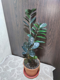 Кімнатні Комнатные ^/--/^ Заміокулькас замієлистий Равен    (zamioculcas zamiifolia raven) ^_^^^ Замиокулькас замеелистный Равен (zamioculcas zamiifolia raven) - фото фото фото