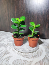 Кімнатні Комнатные ^/--/^ Крассула овата  (crassula ovata) ^_^^^ Крассула овата (crassula ovata) - фото фото фото