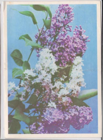 СРСР СССР ^/--/^ СИРЕНЬ - ЦВЕТЫ  1972 г.  ТЕЛЕГРАММА - большой формат  КОМЛЕВ, СМОЛЯКОВ  п/п  ^_^^^ Сірінь - квіти 1972 р. ТЕЛЕГРАМА - великий формат КОМЛЕВ, СМОЛЯКІВ п/п - фото фото фото