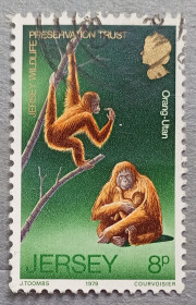 Фауна Фауна ^/--/^ Джерси 1979 г - Охрана дикой природы, фонд Джерси. Орангутан, гаш ^_^^^ Джерсі 1979 — Охорона дикої природи, фонд Джерсі. Орангутан, гаш - фото фото фото