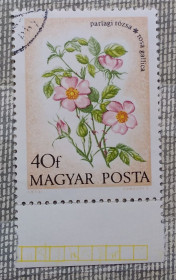 Флора Флора ^/--/^ Венгрия 1973 г - Шиповник, с полем ^_^^^ Угорщина 1973 - Шипшин, з полем - фото фото фото