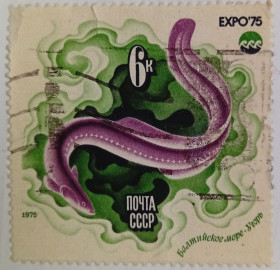 СРСР - СССР - ^/--/^ СССР 1975 Европейский угорь, гашеная ^_^^^ СРСР 1975 Європейський вугор, гашена - фото фото фото