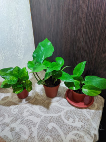 Кімнатні Комнатные ^/--/^ Епіпремнум   (epipremnum pinnaturr golden pothos) ^_^^^ Эпипремнум (epipremnum pinnaturr golden pothos) - фото фото фото