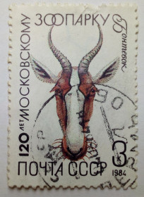 СРСР - СССР - ^/--/^ СССР 1984 Московский зоопарк, бонтебок, гашеная ^_^^^ СРСР 1984 Московський зоопарк, бонтебок, гашена - фото фото фото