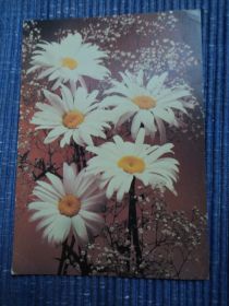 СРСР СССР ^/--/^ Цветы. Ромашки. Композиция. 1990 /--/ г. Поздравляю. ^_^^^ Квіти. Ромашки. Композиція. 1990. Вітаємо. - фото фото фото