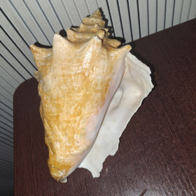 Статуетки, Скульптури, Фігурки, Фарфор Статуэтки, Скульптуры, Фигурки, Фарфор ^/--/^ Ракушка 22 /--/ см ^_^^^ Ракушка 22 см - фото фото фото