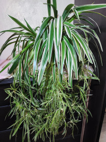 Кімнатні Комнатные ^/--/^ Хлорофітум Чубатий Оушен  (chlorophytum comosum ocean) ^_^^^ Хлорофитум Чубатый Оушен (chlorophytum comosum ocean) - фото фото фото