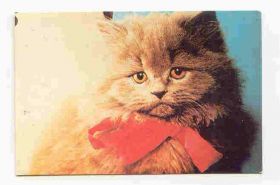 Календарі Календари ^/--/^ СССР 1989 Календарик  Флора Фауна Кошка 1 Катович ^_^^^ СРСР 1989 Календарик Флора Фауна Кішка 1 Катович - фото фото фото