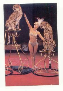Календарі Календари ^/--/^ СССР 1988 Календарик  Флора Фауна Цирк 2 ^_^^^ СРСР 1988 Календарик Флора Фауна Цирк 2 - фото фото фото