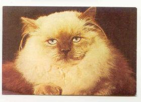 Календарі Календари ^/--/^ СССР 1989 Календарик Флора Фауна Кот Кошка Котович 4 ^_^^^ СРСР 1989 Календарик Флора Фауна Кот Кошка Котович 4 - фото фото фото