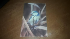 Інше Другое ^/--/^ Открытка Птицы. Лазоревка. 1981. ^_^^^ Листівка Птаху. Лазорівка. 1981. - фото фото фото