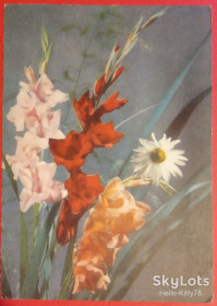 СРСР СССР ^/--/^ СССР 1970 флора цветы ХМПК прошла почту ^_^^^ СРСР 1970 флора квіти ХМПК пройшла пошту - фото фото фото