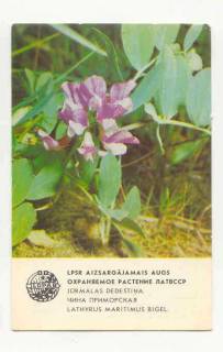 Календарі Календари ^/--/^ СССР 1984 Календарик Флора Фауна  Цветы Чина ^_^^^ 1984 — Календарик Флора Фауна Квіти Чина - фото фото фото